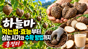 하늘마 먹는법·효능부터 심는 시기와 수확 방법까지|8가지 핵심 내용 총정리 썸네일