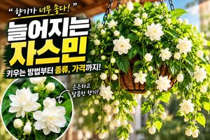 늘어지는 자스민, 대체 무슨 꽃일까? 늘어지는 식물·꽃 종류와 가격까지 썸네일